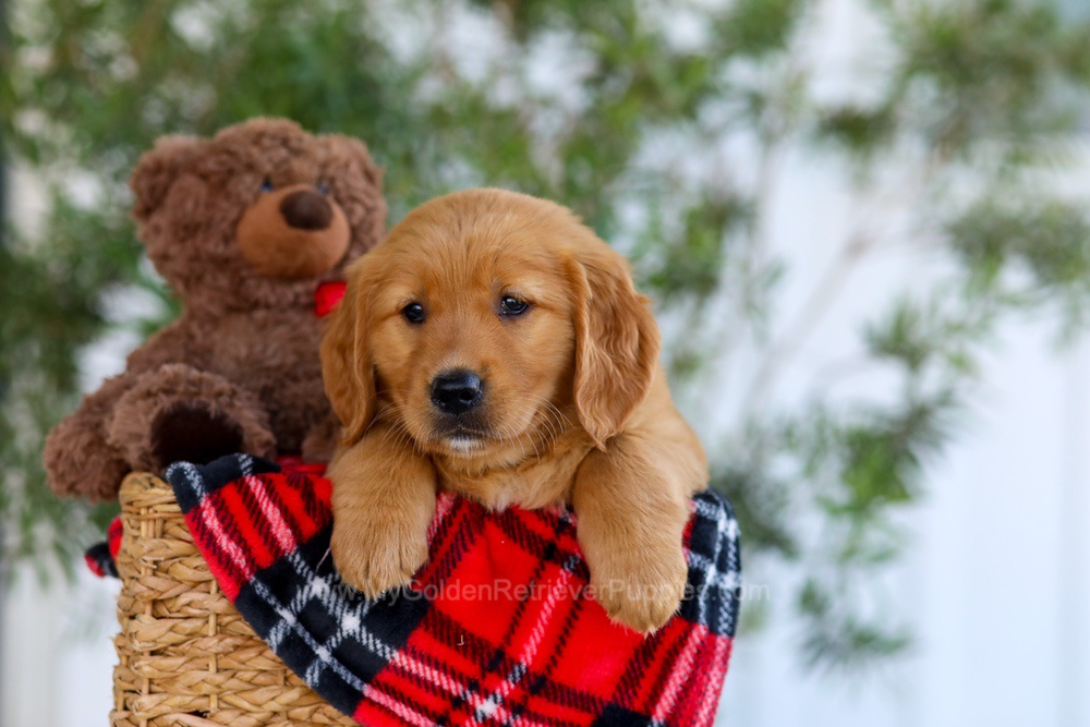 Goldie Image of Goldie, a Golden Retriever puppy