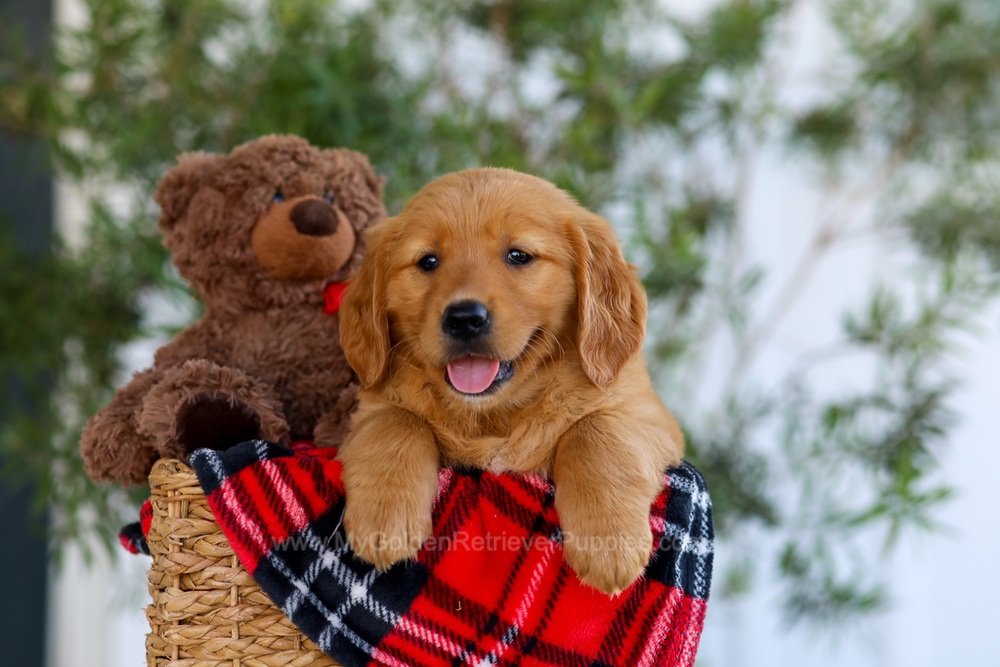Goldie Image of Goldie, a Golden Retriever puppy