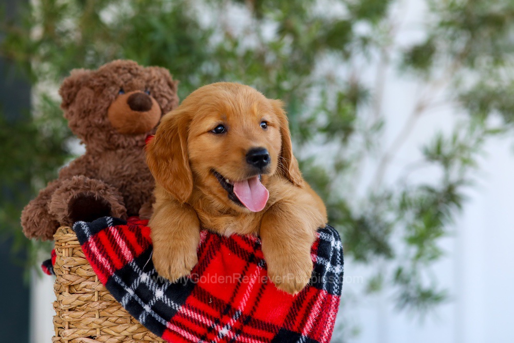 Goldie Image of Goldie, a Golden Retriever puppy