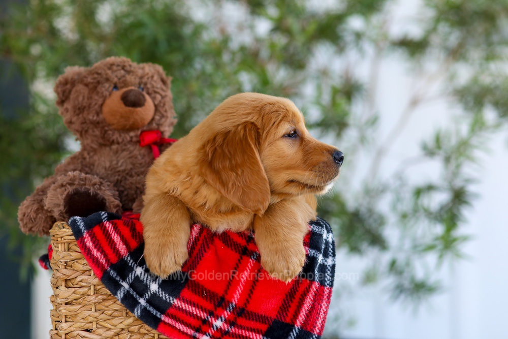 Goldie Image of Goldie, a Golden Retriever puppy