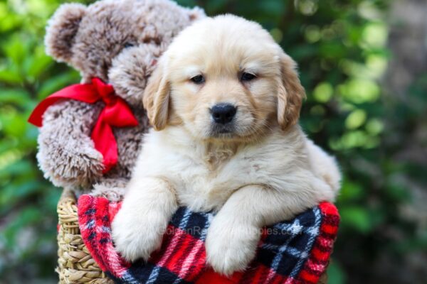 Image of Goldie, a Golden Retriever puppy