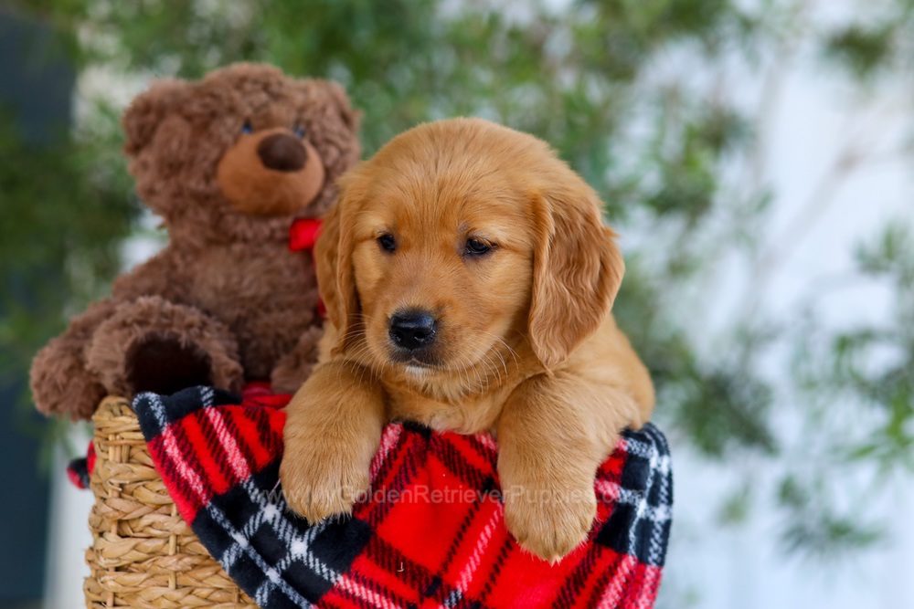Goldie Image of Goldie, a Golden Retriever puppy