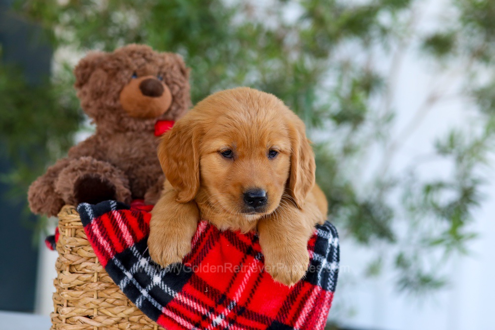 Goldie Image of Goldie, a Golden Retriever puppy