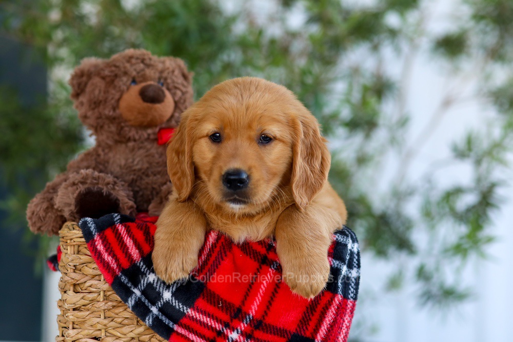 Goldie Image of Goldie, a Golden Retriever puppy