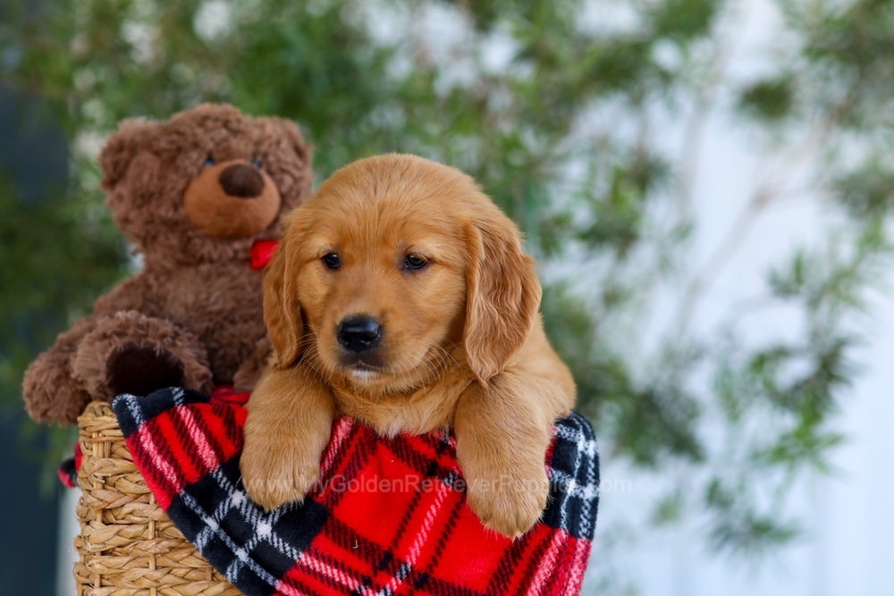 Goldie Image of Goldie, a Golden Retriever puppy