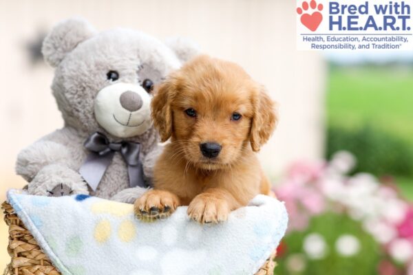 Image of Harry, a Golden Retriever puppy