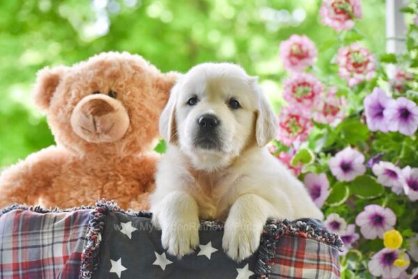 Image of Ivy, a Golden Retriever puppy