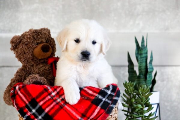 Image of Jasper, a Golden Retriever puppy