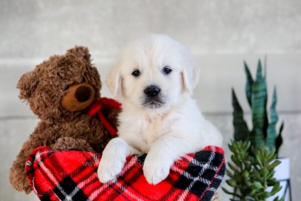 Image of Joy, a Golden Retriever puppy