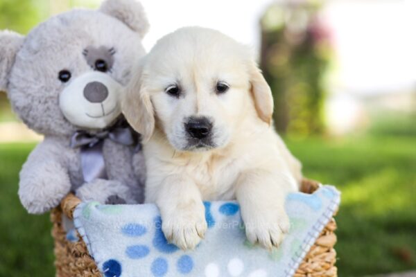 Image of Mara, a Golden Retriever puppy