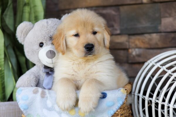 Image of Mason, a Golden Retriever puppy