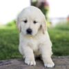 Image of Milo, a Golden Retriever puppy