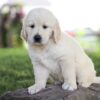 Image of Milo, a Golden Retriever puppy