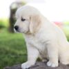 Image of Milo, a Golden Retriever puppy