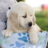 Image of Milo, a Golden Retriever puppy