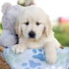 Image of Milo, a Golden Retriever puppy