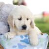 Image of Milo, a Golden Retriever puppy