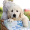 Image of Milo, a Golden Retriever puppy