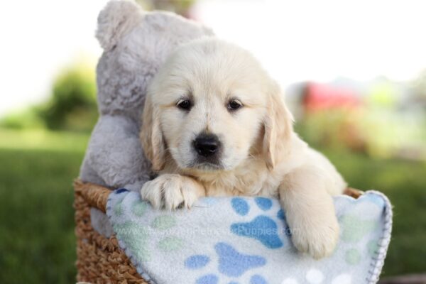 Image of Milo, a Golden Retriever puppy