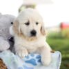 Image of Milo, a Golden Retriever puppy