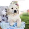 Image of Milo, a Golden Retriever puppy