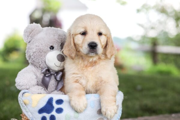 Image of Molly, a Golden Retriever puppy
