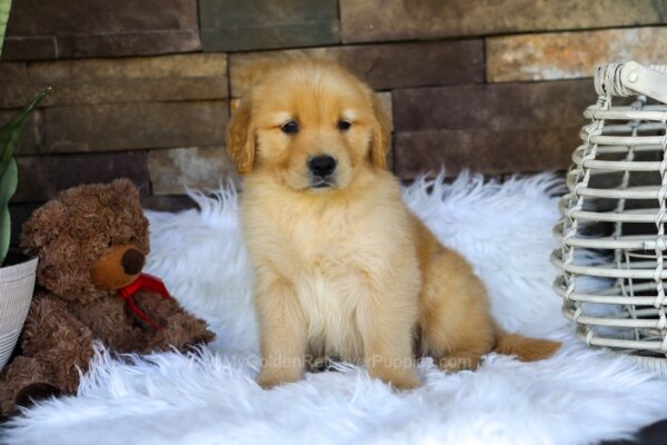 Image of Oliver, a Golden Retriever puppy