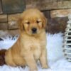 Image of Ollie, a Golden Retriever puppy