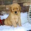 Image of Ollie, a Golden Retriever puppy