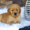 Image of Ollie, a Golden Retriever puppy