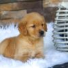 Image of Ollie, a Golden Retriever puppy
