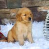 Image of Ollie, a Golden Retriever puppy