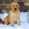 Image of Ollie, a Golden Retriever puppy