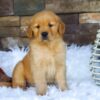 Image of Ollie, a Golden Retriever puppy