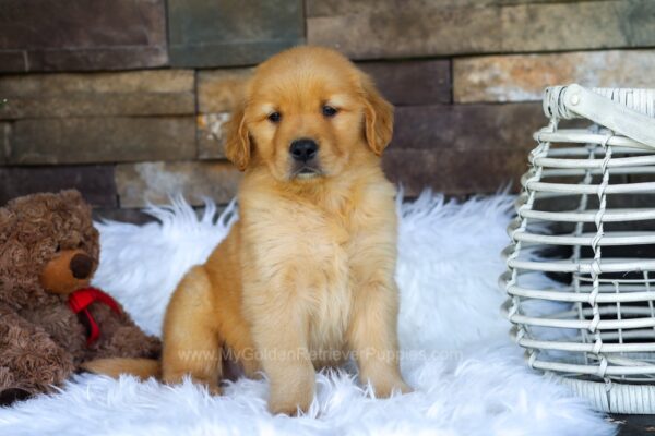 Image of Ollie, a Golden Retriever puppy