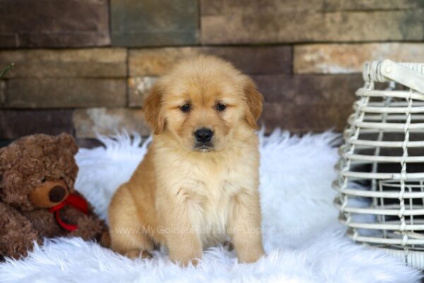 Image of Olympia, a Golden Retriever puppy