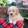 Image of Sasha, a Golden Retriever puppy