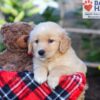 Image of Sasha, a Golden Retriever puppy