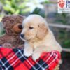 Image of Sasha, a Golden Retriever puppy