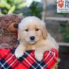 Image of Sasha, a Golden Retriever puppy