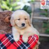 Image of Sasha, a Golden Retriever puppy