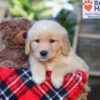 Image of Sasha, a Golden Retriever puppy