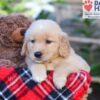 Image of Sasha, a Golden Retriever puppy