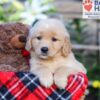 Image of Sasha, a Golden Retriever puppy