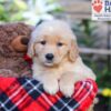 Image of Sasha, a Golden Retriever puppy
