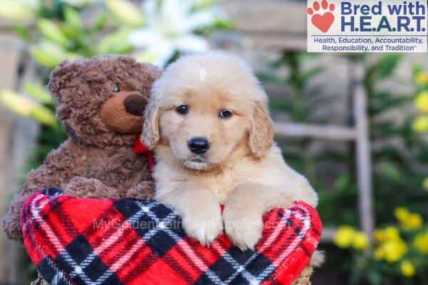 Image of Sasha, a Golden Retriever puppy