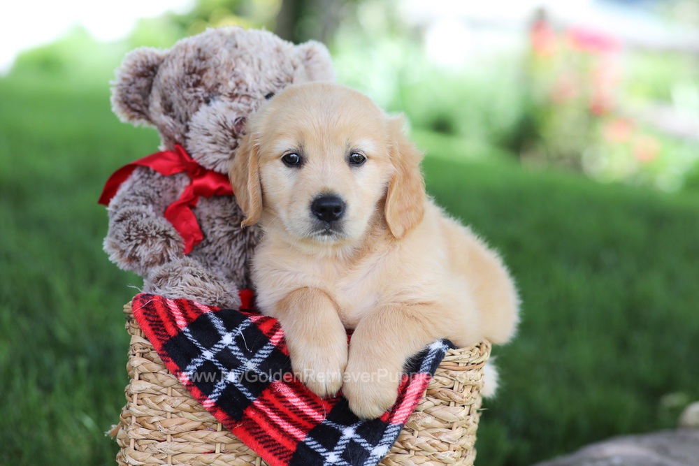 Tammy Image of Tammy, a Golden Retriever puppy