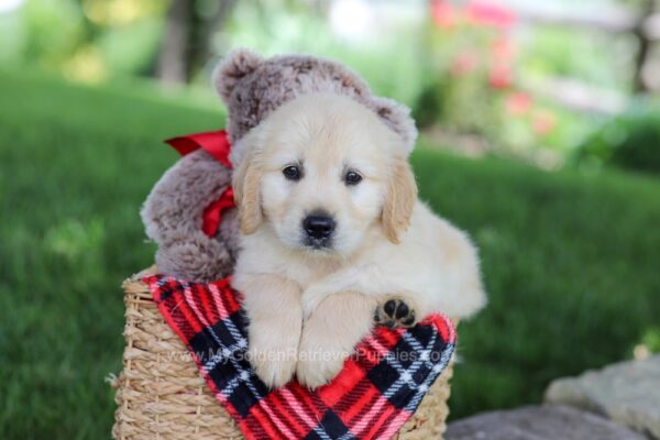 Image of Toby, a Golden Retriever puppy
