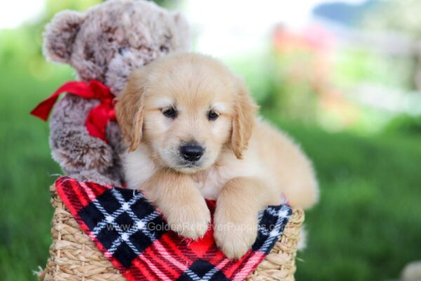 Image of Travis, a Golden Retriever puppy