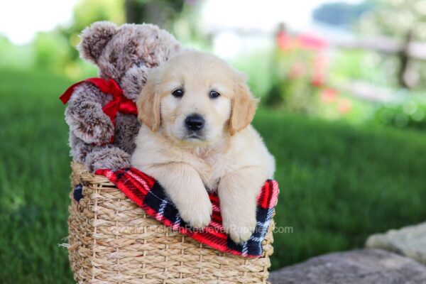 Image of Tyler, a Golden Retriever puppy